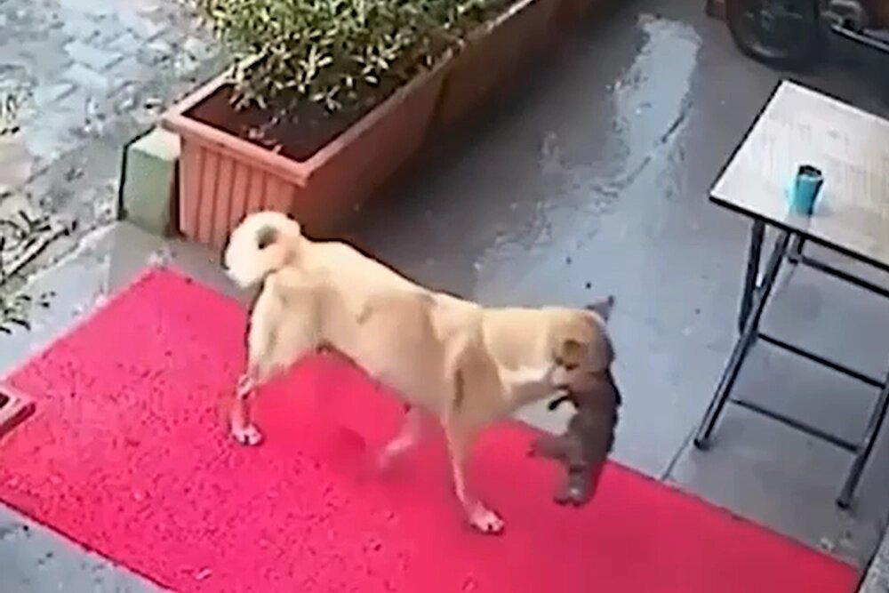 Изображение: кадр из видео