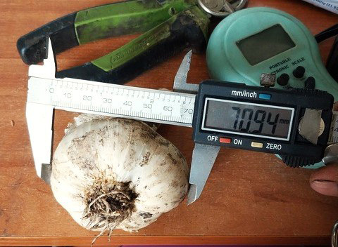 Чеснок, выращенный Тимуром Шаталовым, удивляет размерами