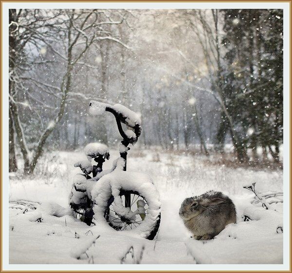 ФОТОГРАФИЯ ОТ ЕЛЕНЫ ШУМИЛОВОЙ  ИЗ ЕЁ СЕРИИ "  ЗИМА "