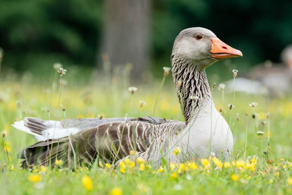 Гусик в травке с цветочками 💖💖💖!