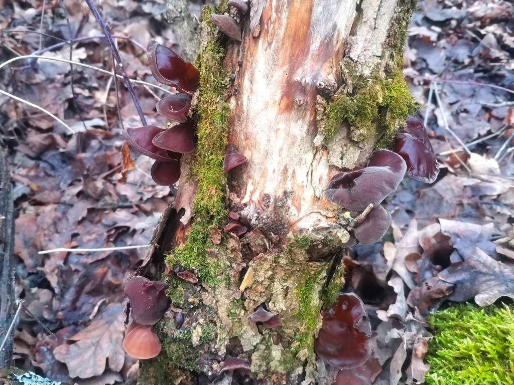    Фото Дмитрия Морозюка из группы "Курские грибники, грибы, ягоды"