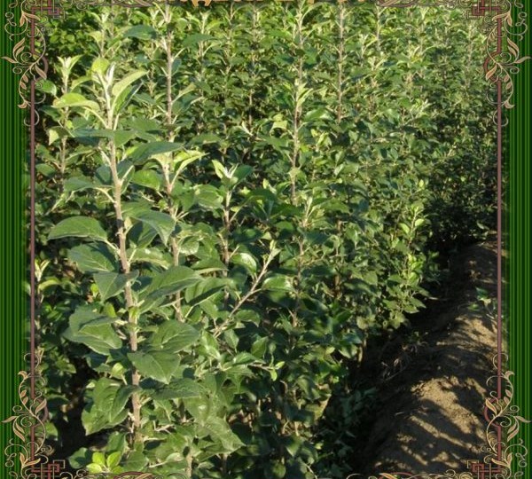 Карликовый подвой Б 7 35 для яблони