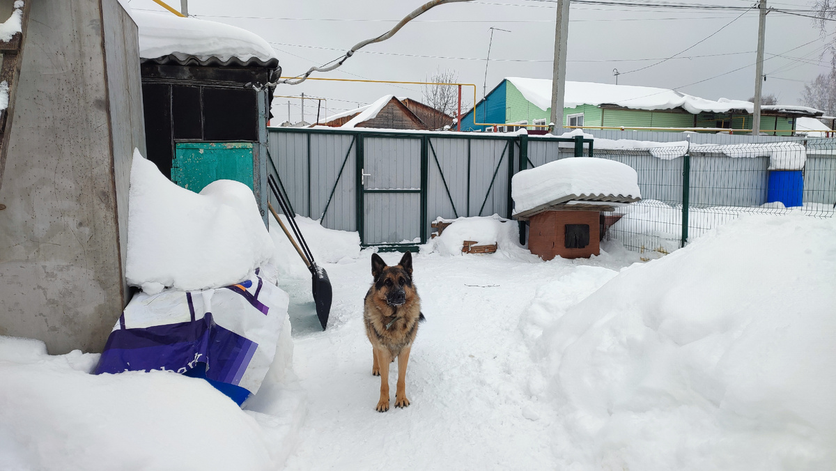 Бос. "Помогал" мне сегодня на улице