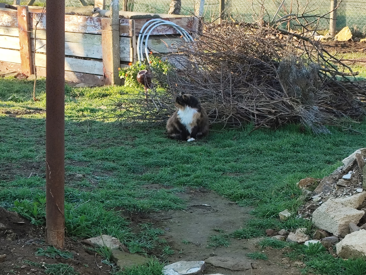 Муха встречает меня. Или не меня...