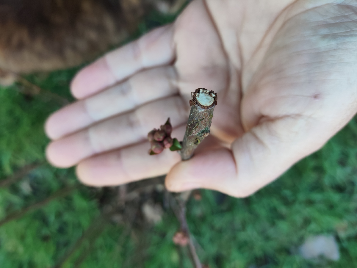 Японская айва цвет набирает