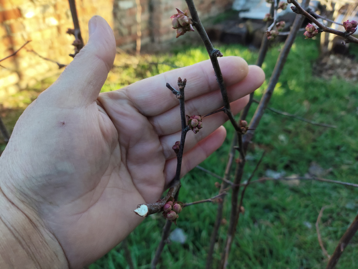Обрезка ей на пользу пошла, много бутонов завязала