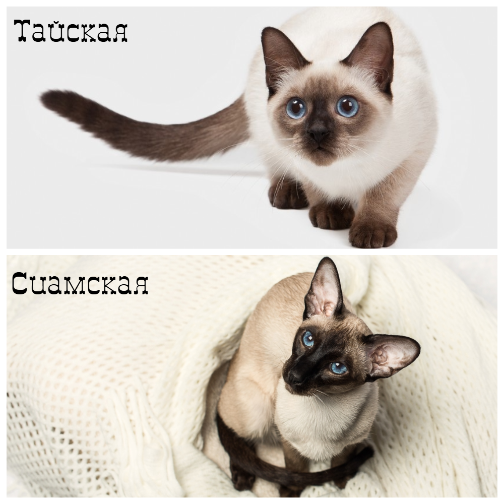 Отличия во внешности тайской и сиамской кошки