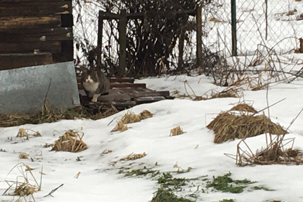 Кот на участке