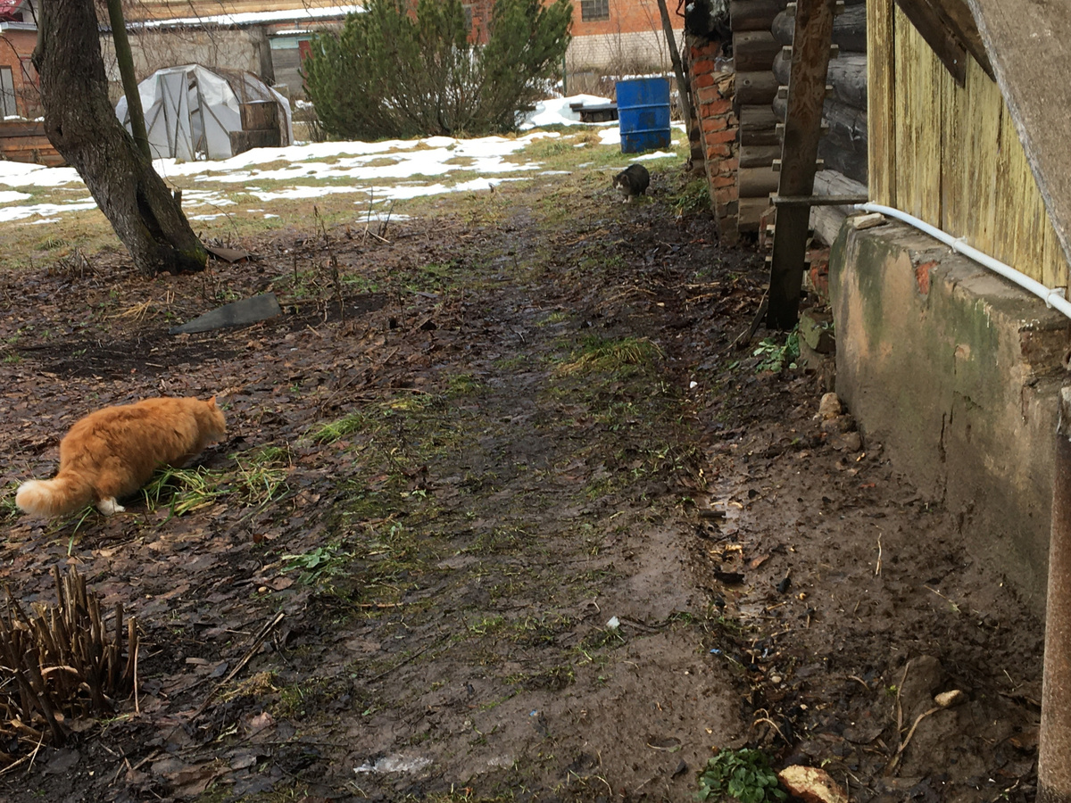 Вот они с Бешей