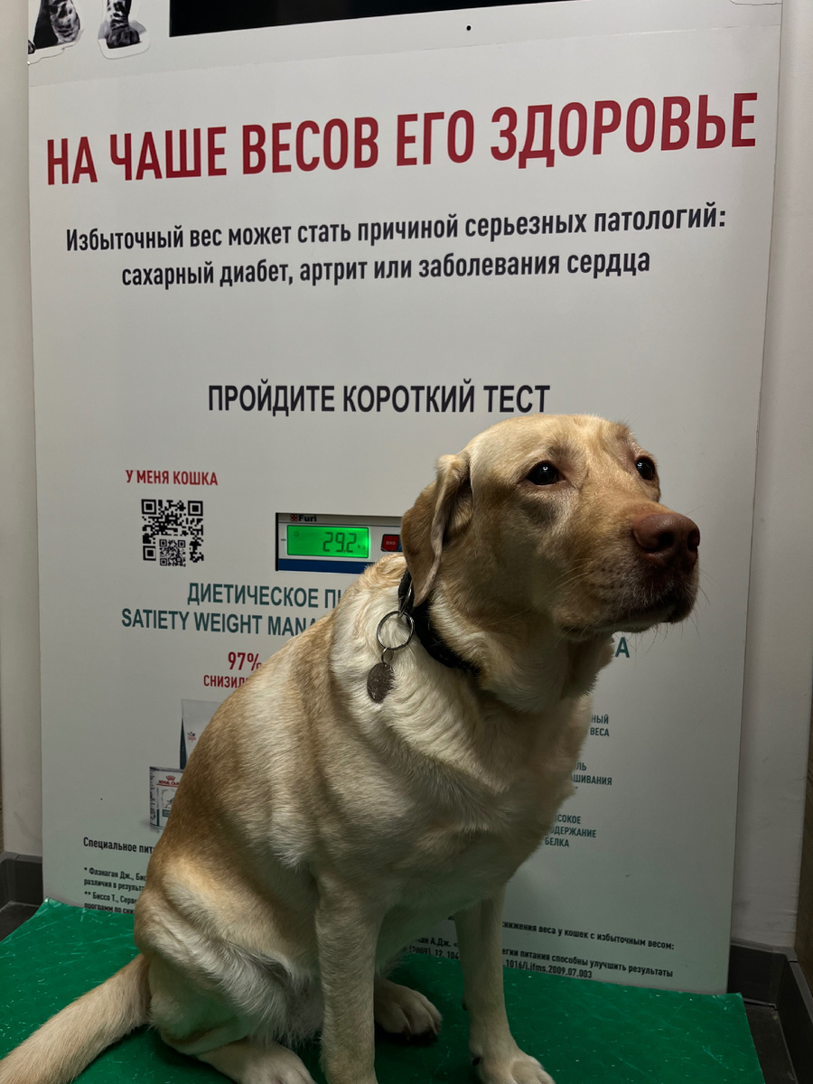 Большинство хозяев своих питомцев…в зачастую мало времени уделяют своим домашним животным в плане мед.обследования. Но не надо забывать о том,что они тоже любят нас и мы в ответе за тех,кого прируручили