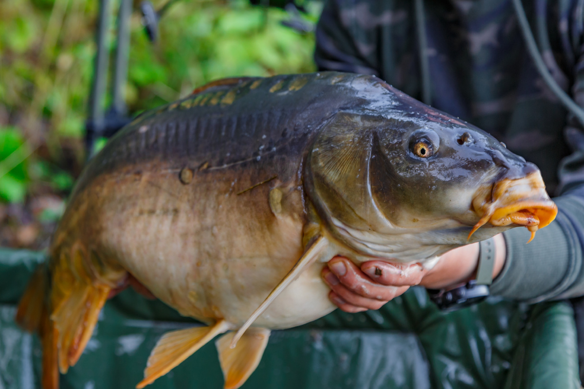 Фото: Bukhta Yurii/Shutterstock/Fotodom