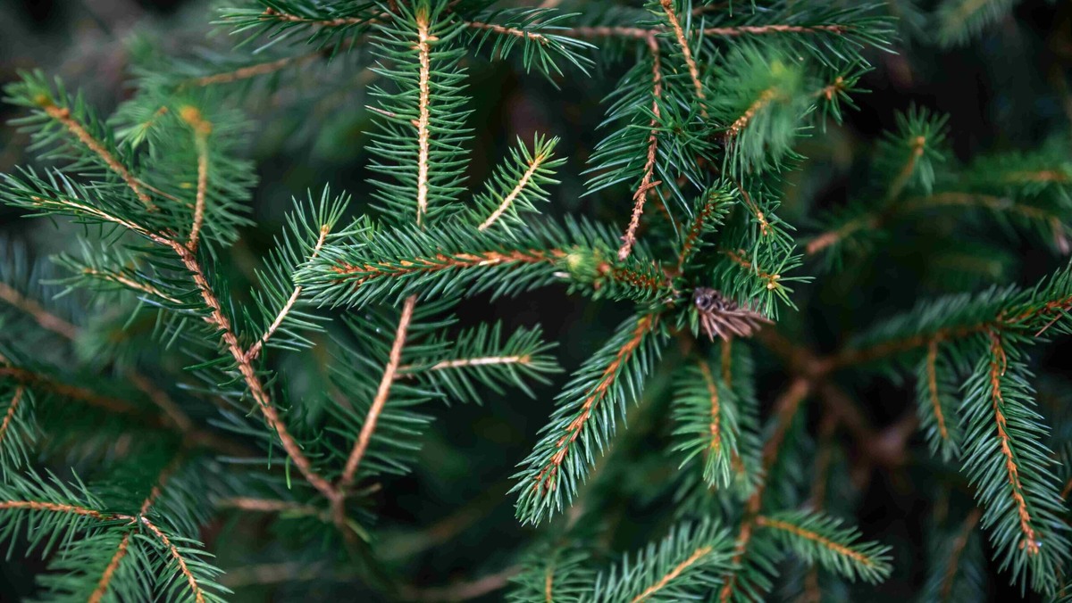    Выбросить ёлку рано или поздно придётся. Фото: Freepik