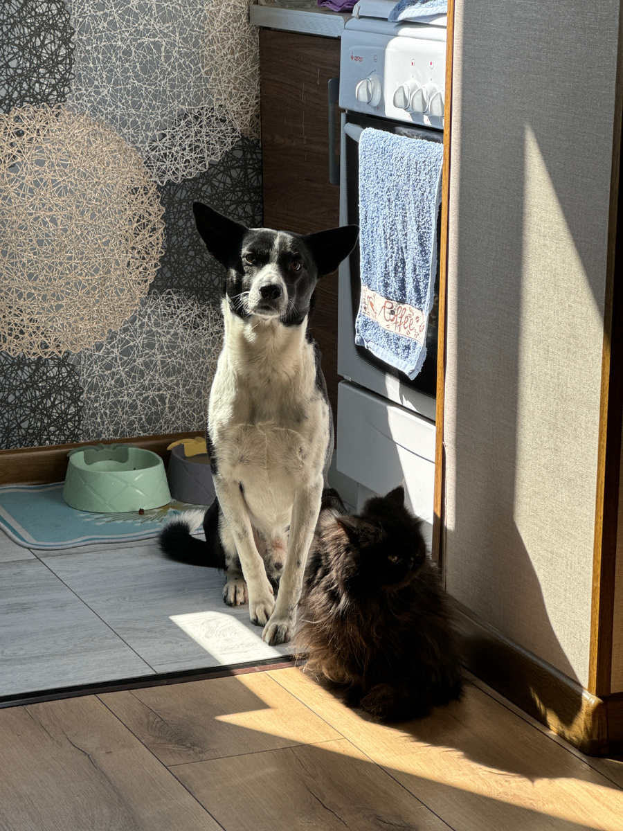 Фото моих питомцев . Пёс Бим ( спасёныш с отловки )Кошка Боня ( спасёныш из семьи, жестокое обращение)