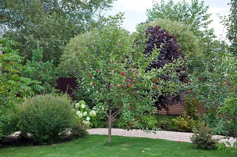 Разнообразие культур на участке (канал Табличник https://dzen.ru/tablichnik)