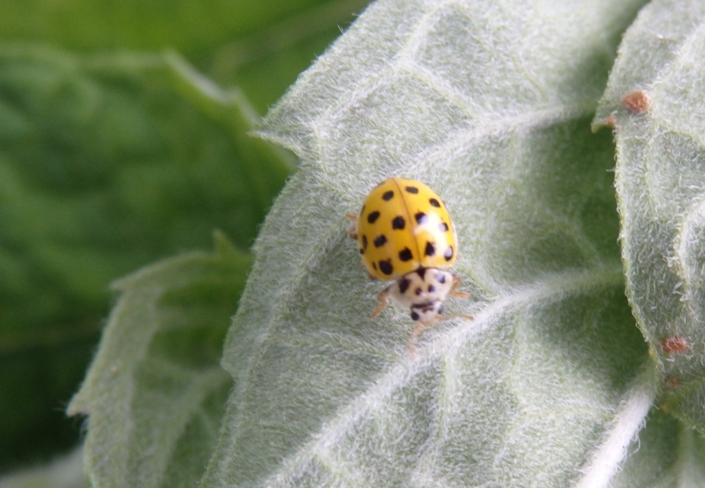  Божья коровка 22-точечная