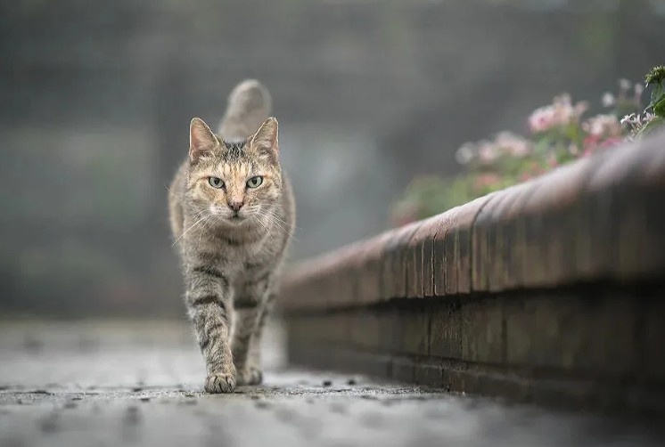 Бегу через леса, поля и луга, чтобы сесть на твой ноут.