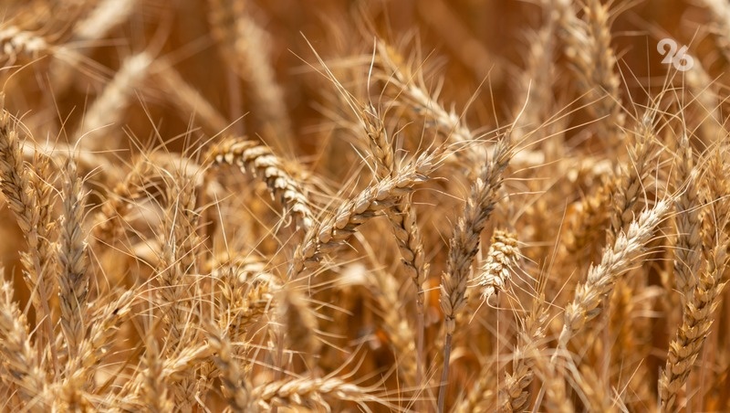      Фото: ИА «Победа26»