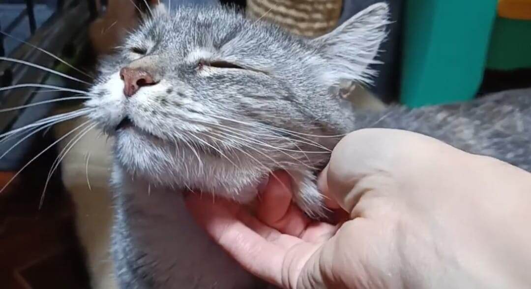 Чего не хватает в жизни каждому человеку? - Конечно котика, или кошечку знакомьтесь - НОЯБРИНА