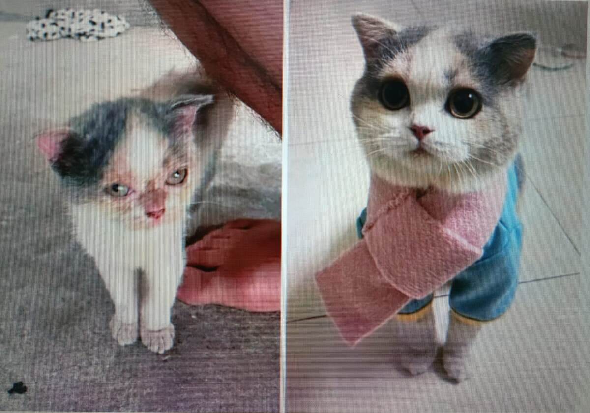 Один год заботы и любви превращает больного и беспомощного котика в любящего друга!