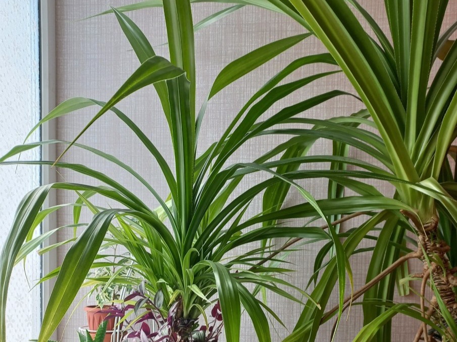 Панданус. Фото: tacunya, irecommend.ru