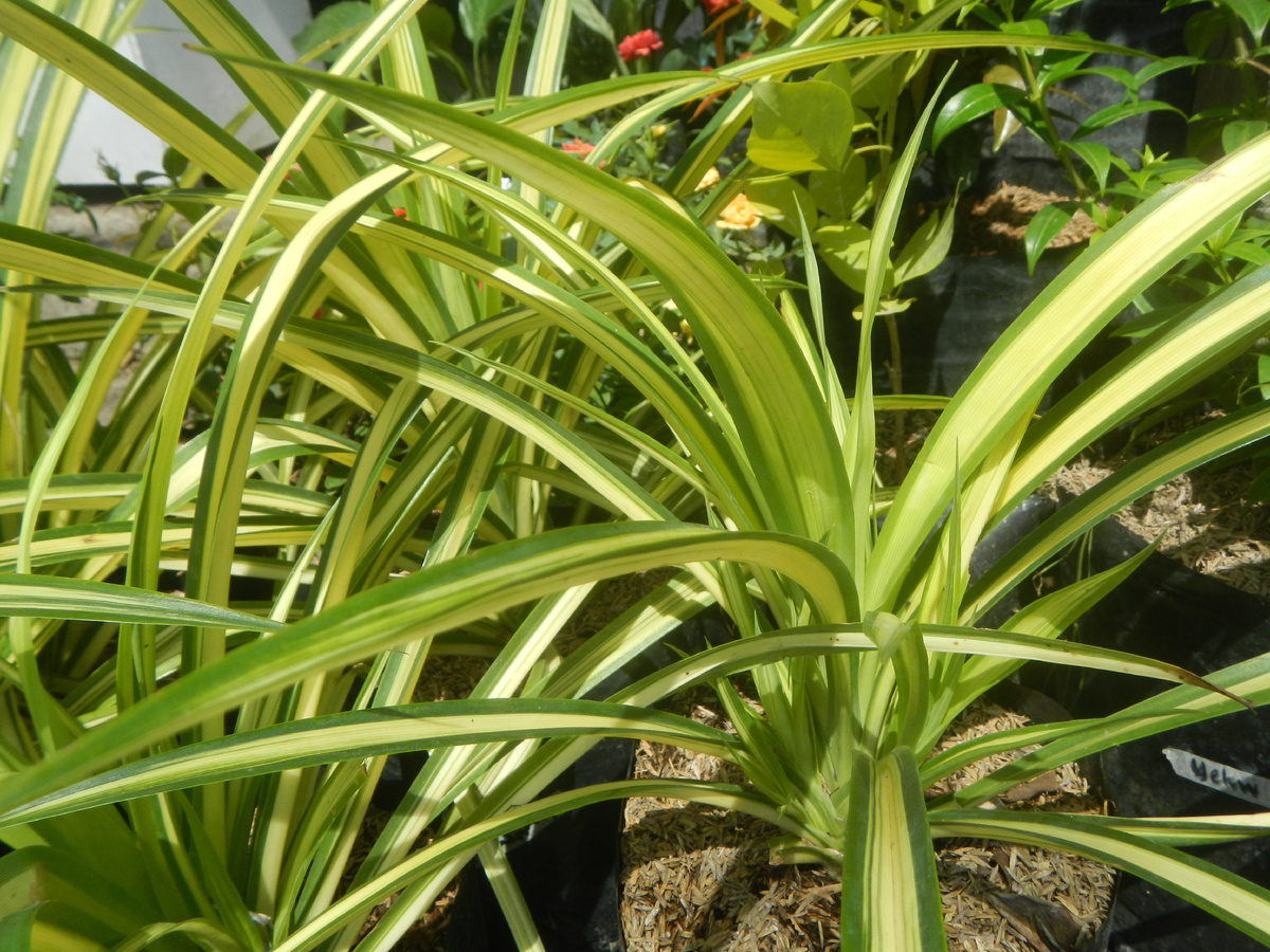 Панданус Вейча. Фото: commons.m.wikimedia.org