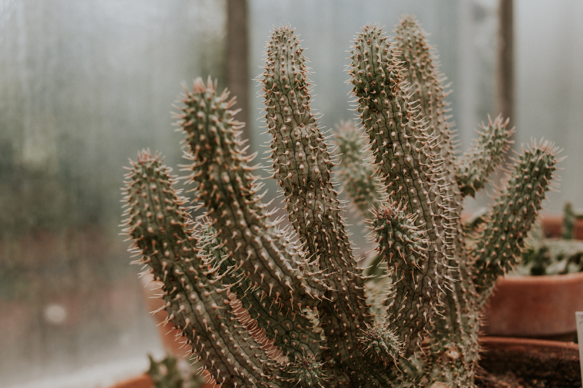 <a href="https://ru.freepik.com/free-photo/selective-focus-shot-beautiful-cactuses-daylight_13235831.htm">Изображение от wirestock на Freepik</a>