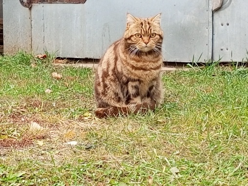 Соседский кот.