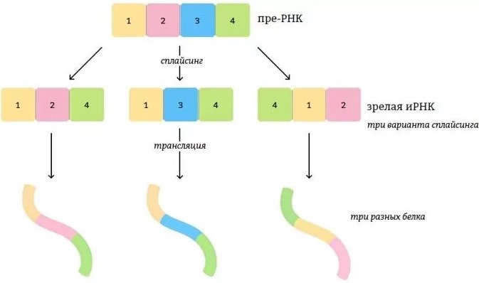 Альтернативный сплайсинг