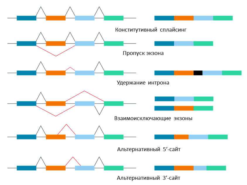 Виды альтернативного сплайсинга