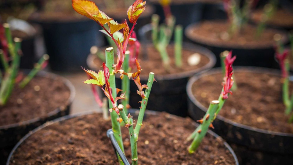 Как можно сохранить саженцы роз до весенней посадки?