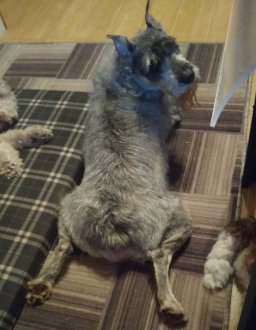 Есть не буду. Корми с руки!