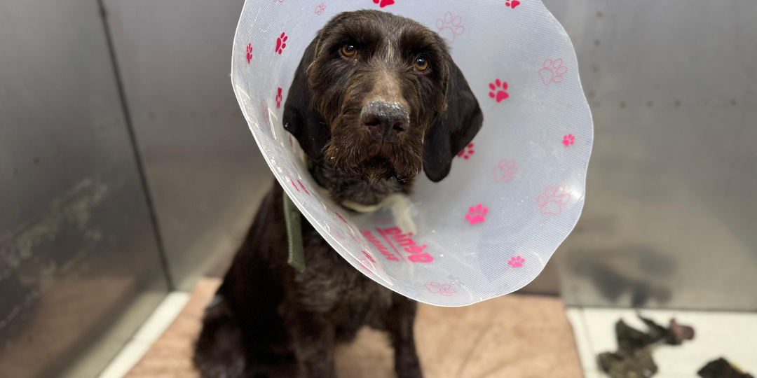 Забытые и никому не нужные. Животные, за которыми никто не придет