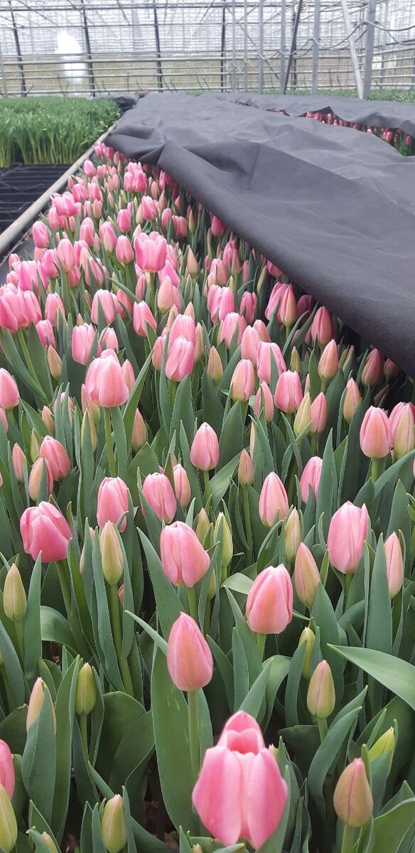 Выгонка компании "Веревкин Хутор"