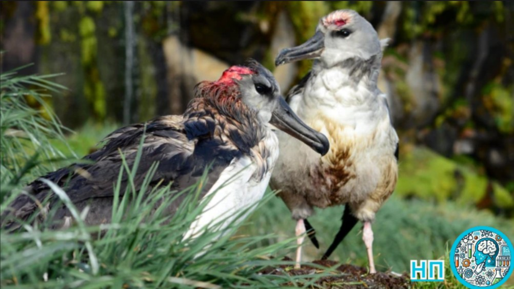 Раненые птенцы альбатросы.