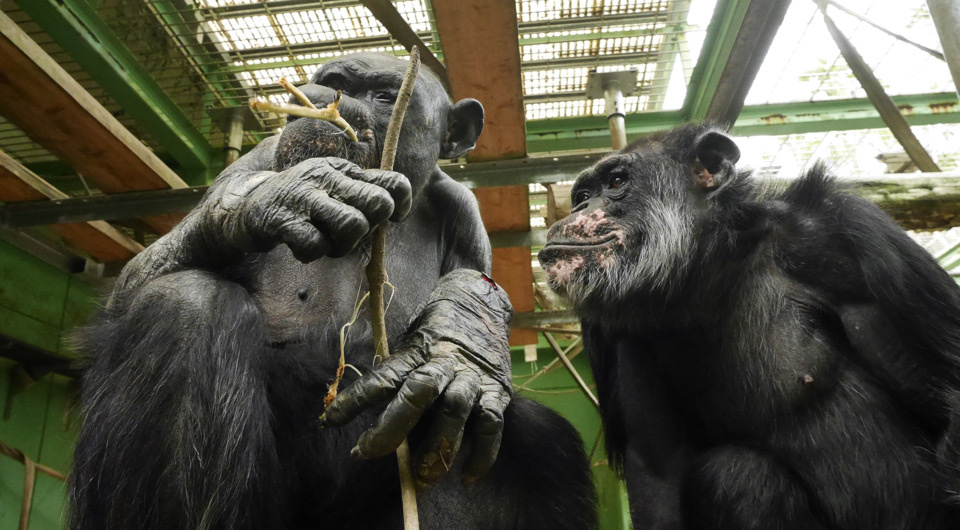   Kumamoto Sanctuary et al / CC BY-SA