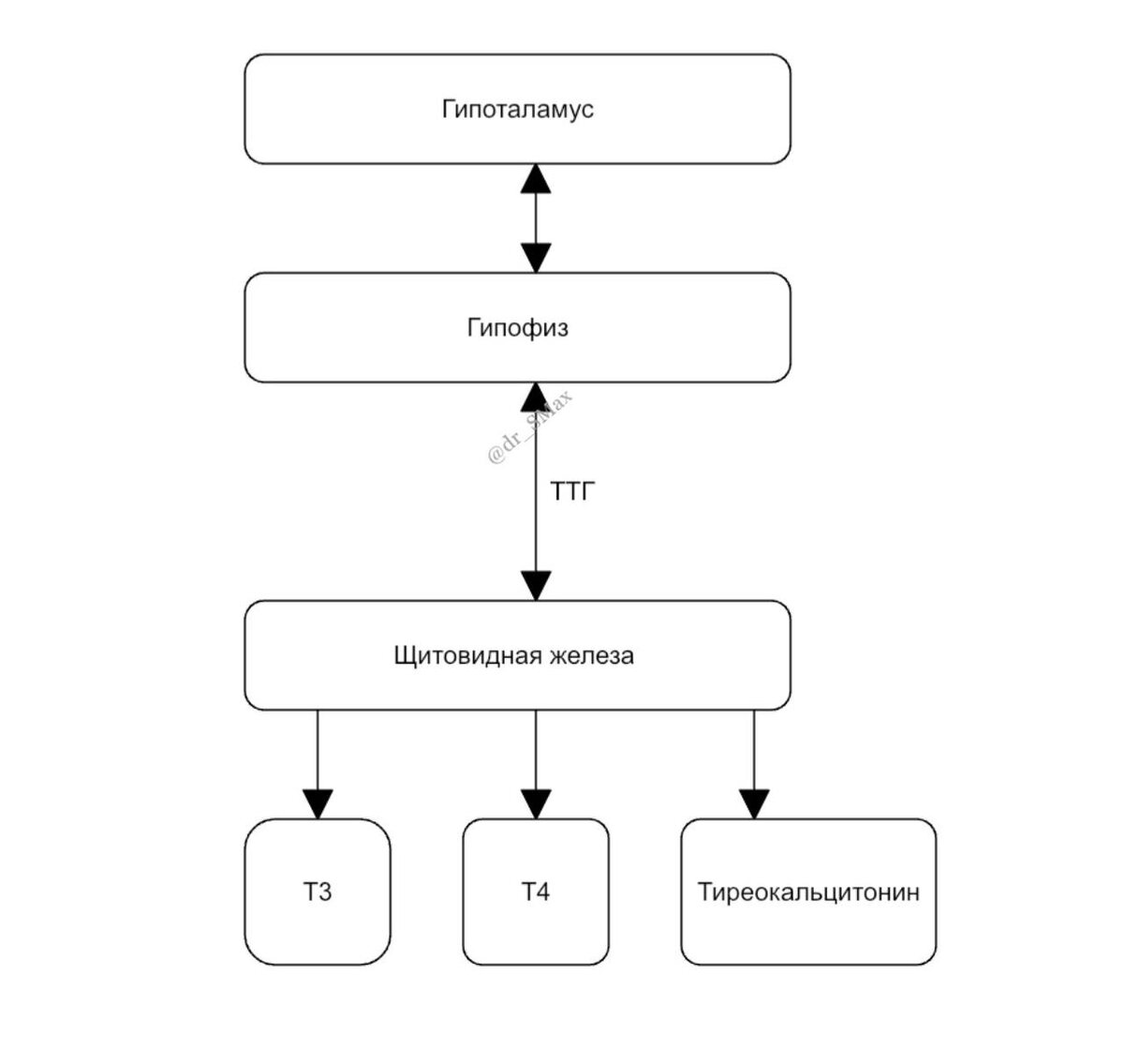 Регуляция выработки гормонов