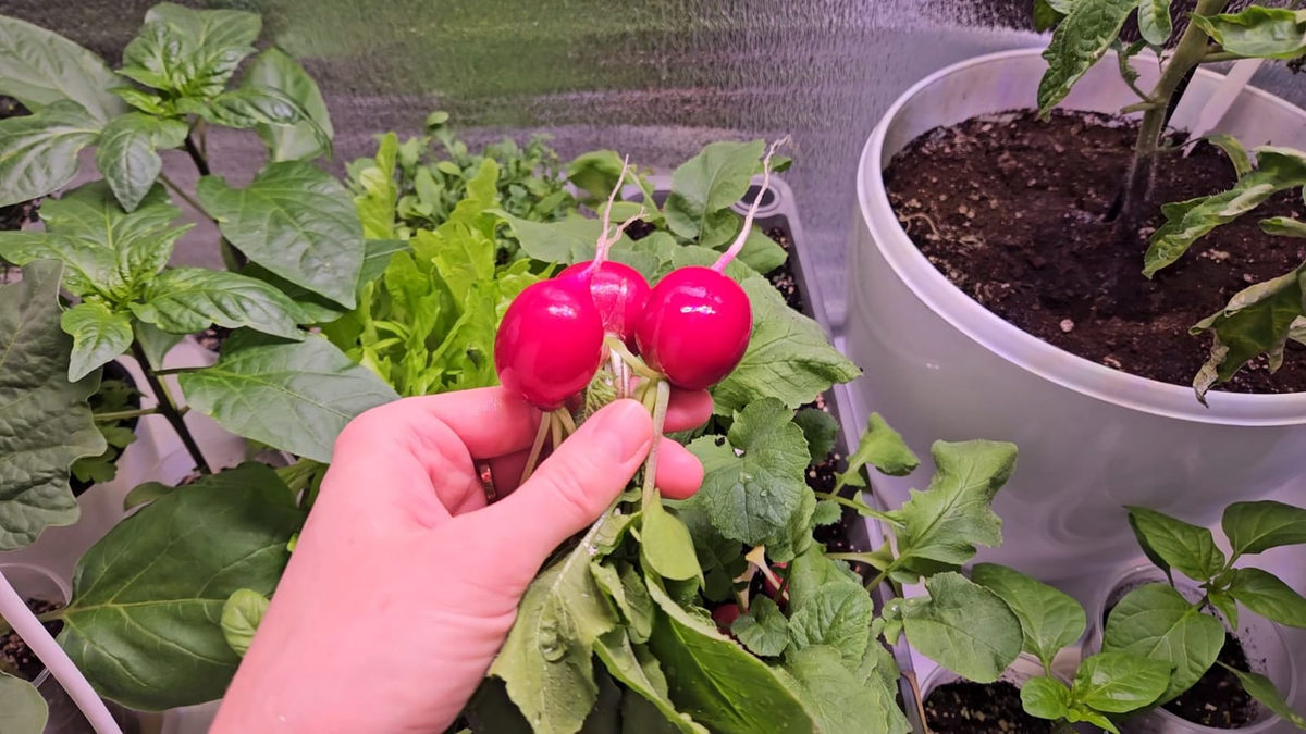 Как сажали, показывать не буду, а вот результат был прекрасный