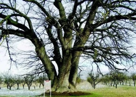    На Украине переименовывают деревья в рамках деколонизации