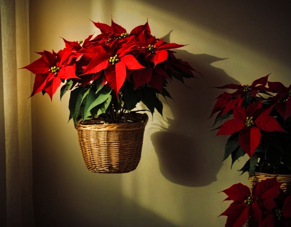 Без опоры на историю растение словно зависает в воздухе