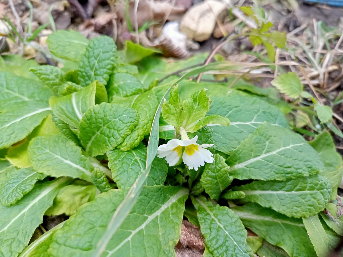 Примула. Даже по названию - первая!