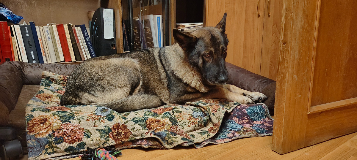 Наши друзья из Санкт-Петербурга: спасённая Валли , хозяйка Ирина Михайловна. 