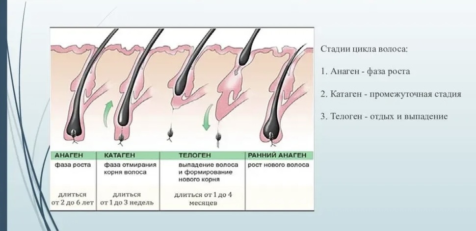 Картинка взята из поисковика Яндекс