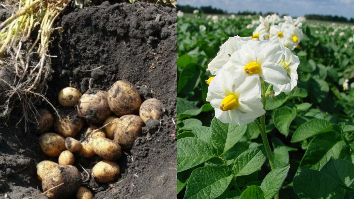 латвийский метод выращивания сорта "Виннета