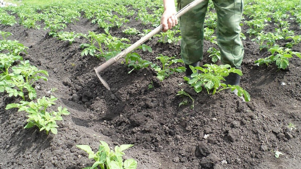 Правильно сформированный гребень: высота после второго окучивания 30-32 см, ширина у основания 45-50 см