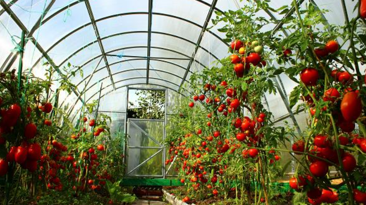 В теплице должно быть просторно не только растениям, но и тому, кто за ними ухаживает