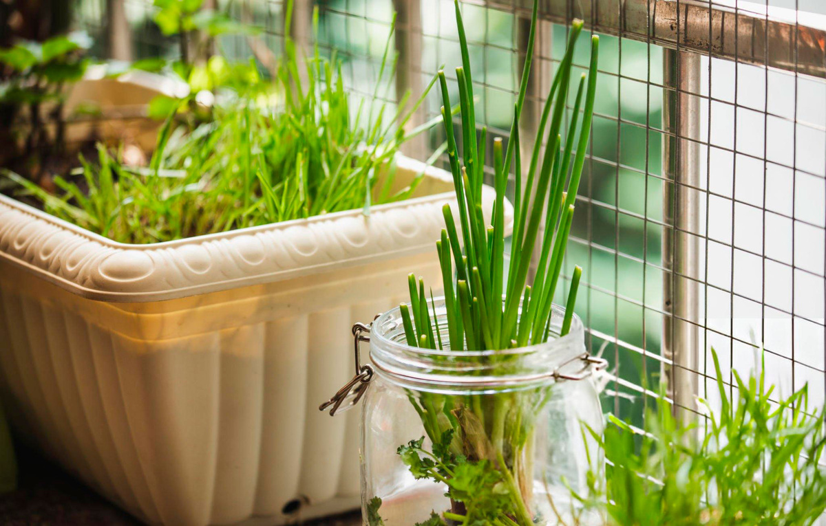 Зелень в домашних условиях.