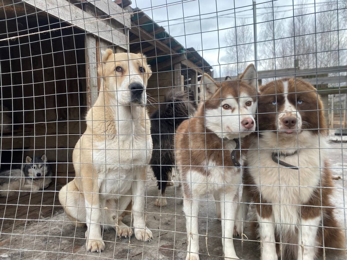 Ваня фотографировал Марса и Рава, но на фото влез вездесущий Багги. По выражению Марса явно видно его отношение к подобной бестактности со стороны рыжего хаски
