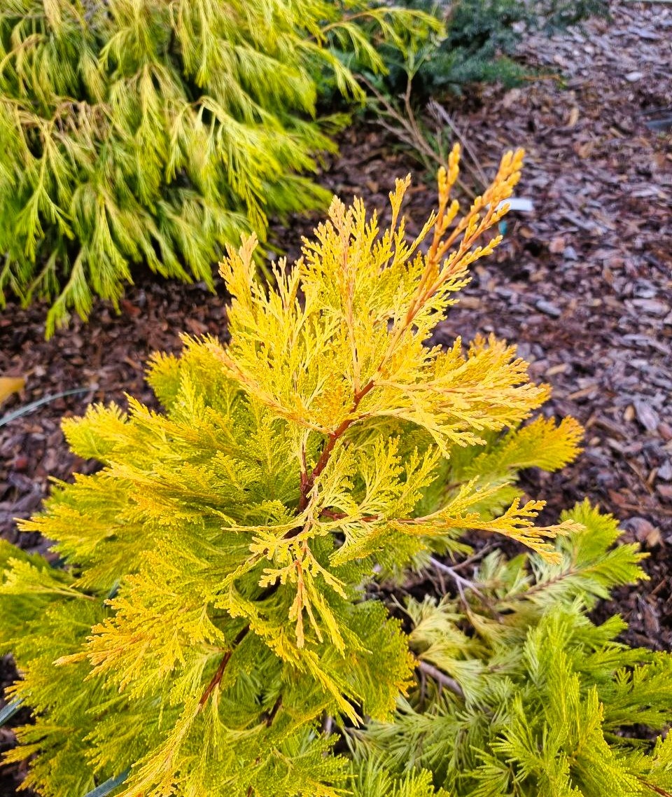 У желтых хвойных тоже есть оттенки. Теплый, слегка оранжеватый Calocedrus decurrens ‘Berrima Gold’ на фоне Chamaecyparis lawsoniana ‘Karaca’. 