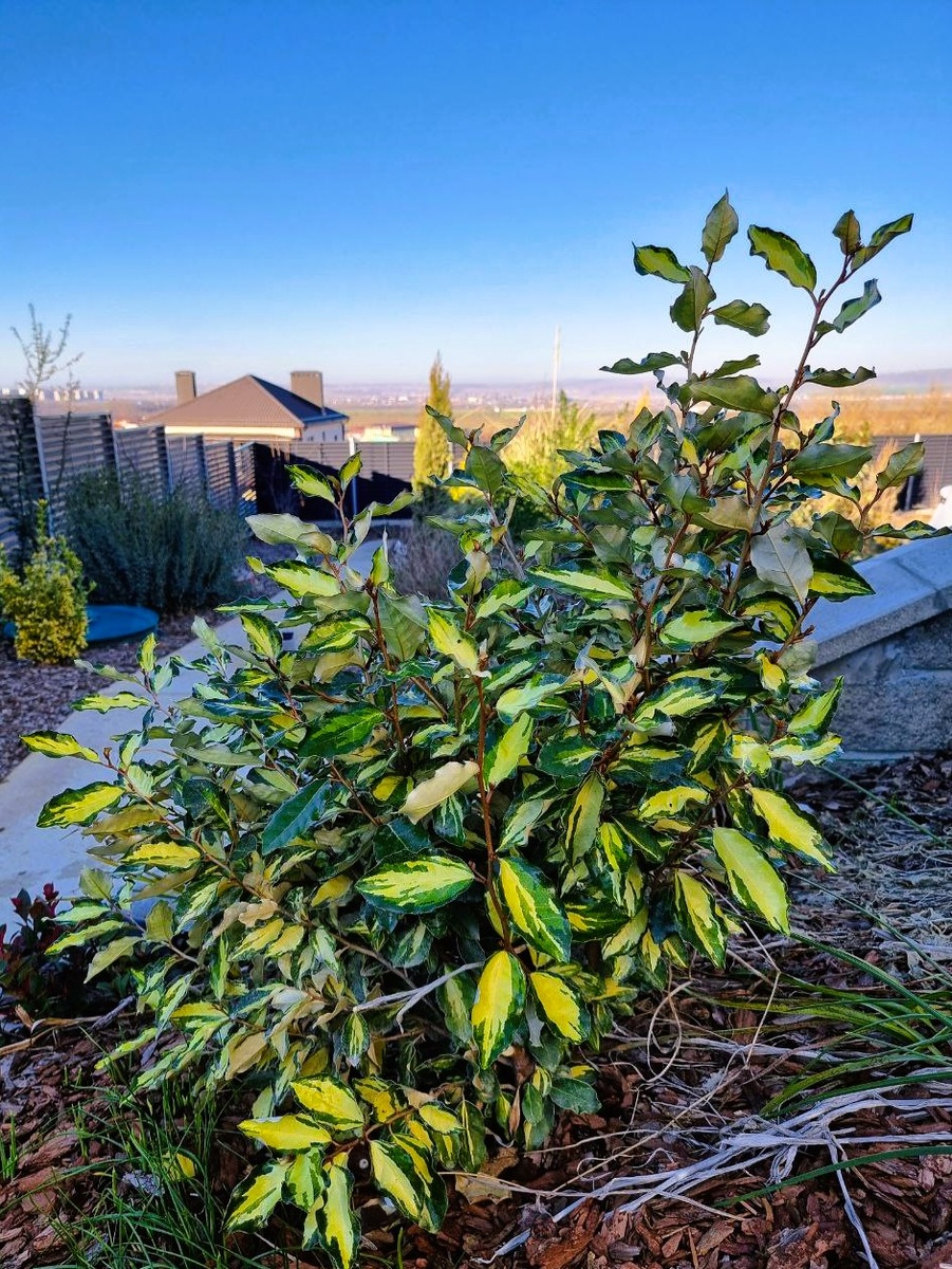 Elaeagnus x ebbingei ‘Maryline’. Январь. Анапа.