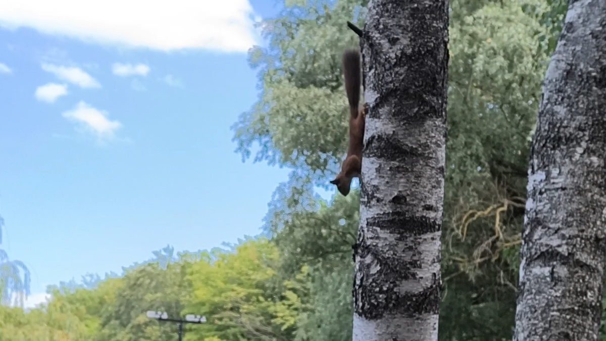 Просто белка Фото: Книга Приключений